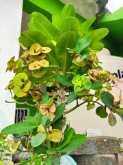 Euphorbia