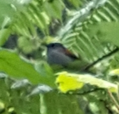 Terpsiphone bourbonnensis