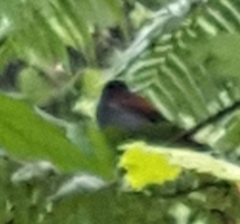 Terpsiphone bourbonnensis