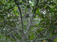 Myiothlypis leucoblephara