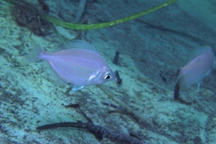 Parequula melbournensis