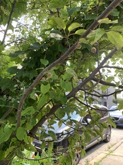 Malus dasyphylla
