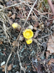 Tussilago farfara