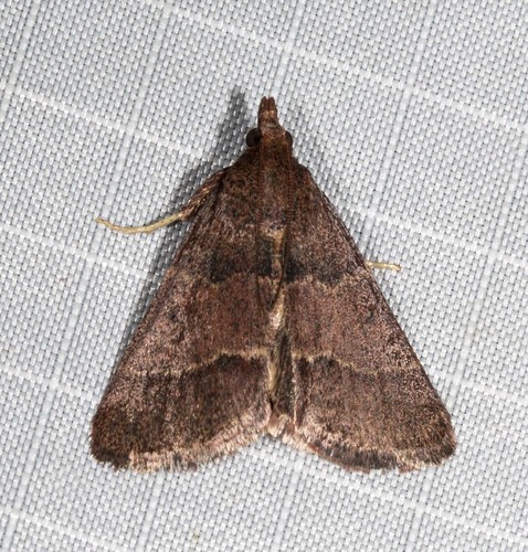 Arippara disticha Turner, 1904