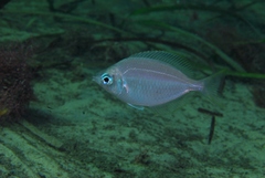 Parequula melbournensis