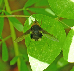 Bombylius varius