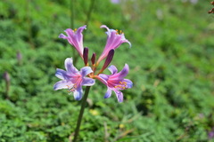 Lycoris insularis