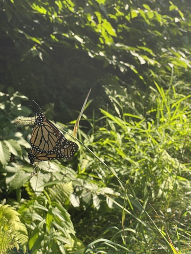Monarch photographed in West Virginia