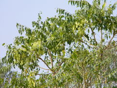 Ailanthus excelsa