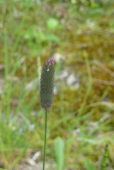 Phleum alpinum