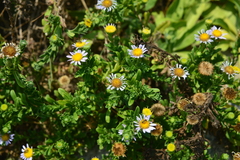 Aster asa-grayi