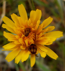 Attagenus bifasciatus
