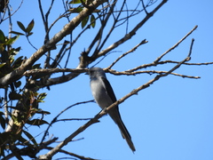 Muscipipra vetula