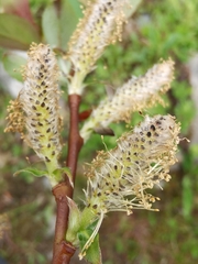 Salix foetida