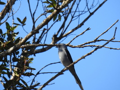 Muscipipra vetula