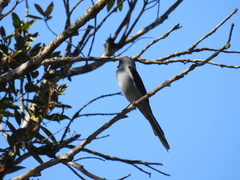 Muscipipra vetula