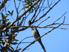 Muscipipra vetula