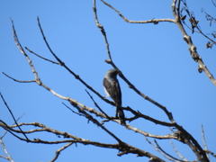 Muscipipra vetula