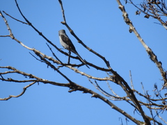 Muscipipra vetula
