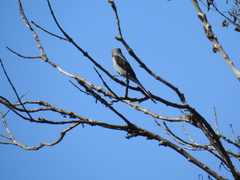 Muscipipra vetula