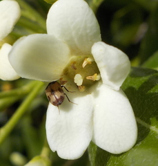 Attagenus bifasciatus