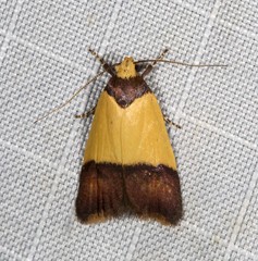 Heteroteucha dichroella