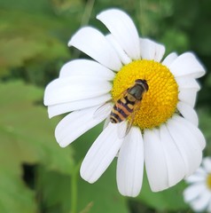 Epistrophe nitidicollis