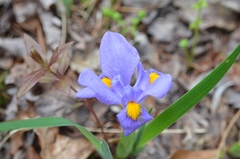 Iris verna