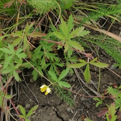 Potentilla flagellaris