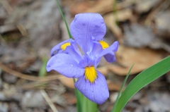 Iris verna