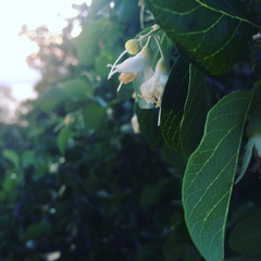 Styrax officinalis