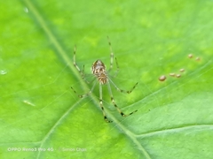 Theridion zonulatum
