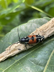 Tragocephala guerinii