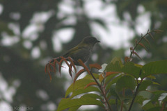 Chlorospingus semifuscus