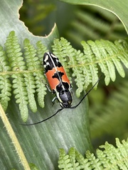 Tragocephala guerinii