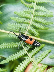 Tragocephala guerinii