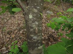 Alnus hirsuta