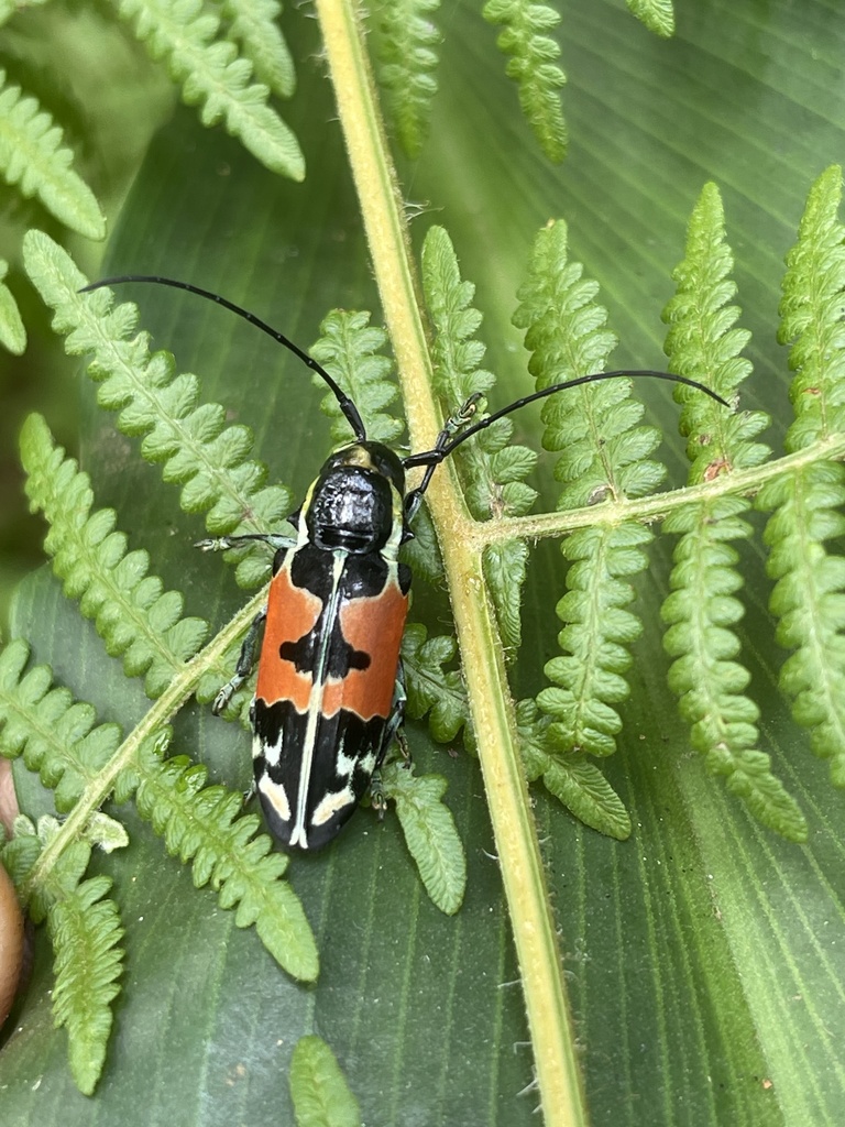 Tragocephala guerinii