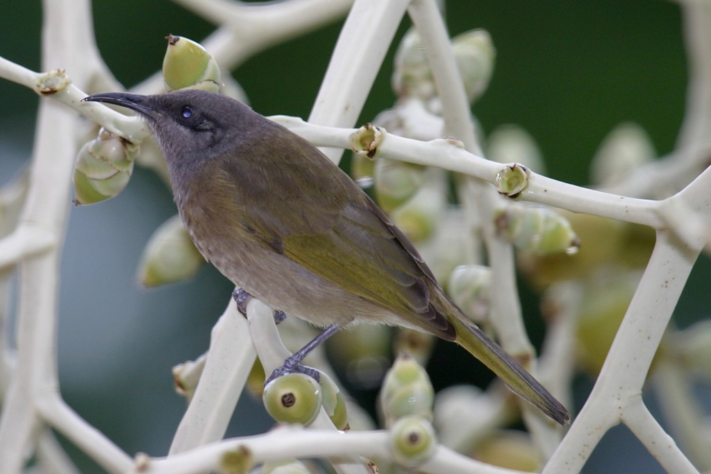 Grey-Eared Honeyeater