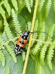 Tragocephala guerinii