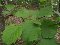 Alnus hirsuta