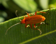 Rhagonycha nigritarsis