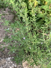 Satureja hortensis