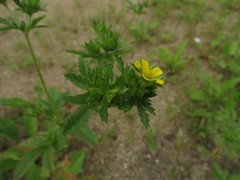 Potentilla norvegica