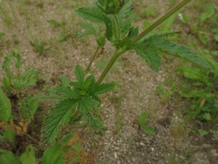 Potentilla norvegica