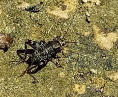 Allonemobius maculatus