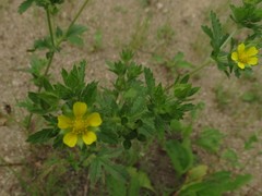 Potentilla norvegica