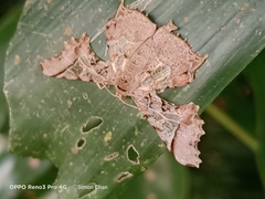 Krananda semihyalina