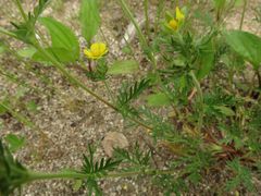 Potentilla multifida
