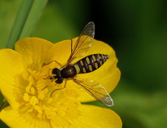 Sphaerophoria interrupta